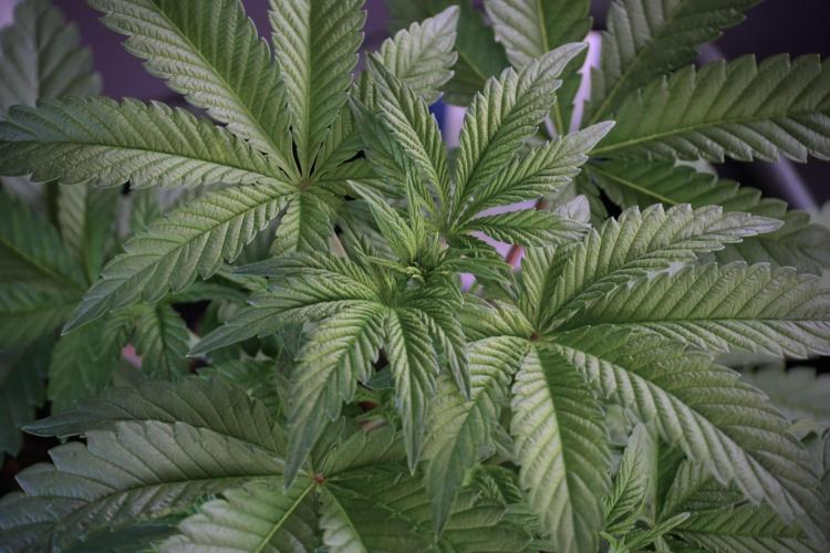 Animal Mints-Legends of the Frozen North. Week 5 - Plant A