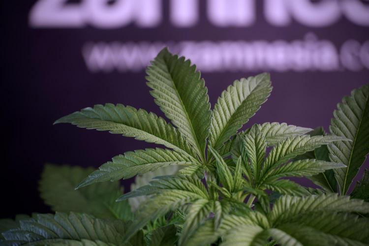 Animal Mints-Legends of the Frozen North. Week 5 - Plant A