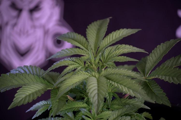 Animal Mints-Legends of the Frozen North. Week 5 - Plant A