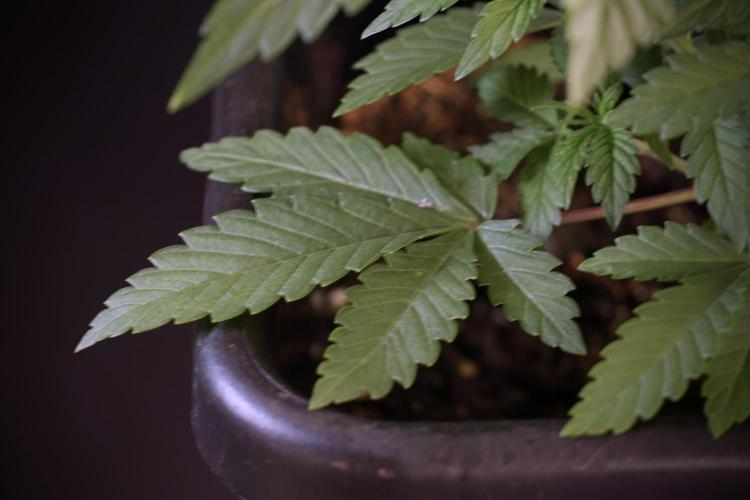 Animal Mints-Legends of the Frozen North. Week 5 - Plant A