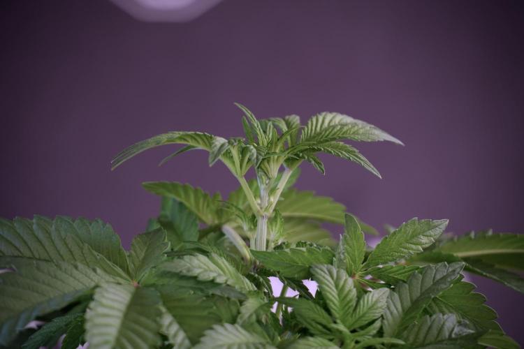 Animal Mints-Legends of the Frozen North. Week 5 - Plant A