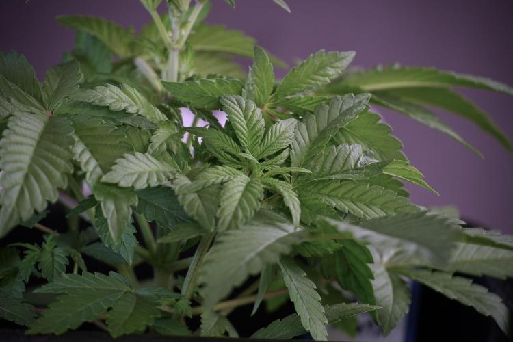 Animal Mints-Legends of the Frozen North. Week 5 - Plant A