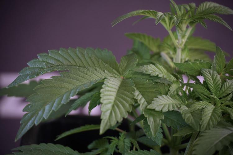 Animal Mints-Legends of the Frozen North. Week 5 - Plant A