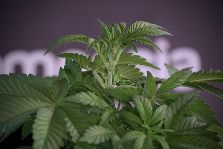 Animal Mints-Legends of the Frozen North. Week 5 - Plant A