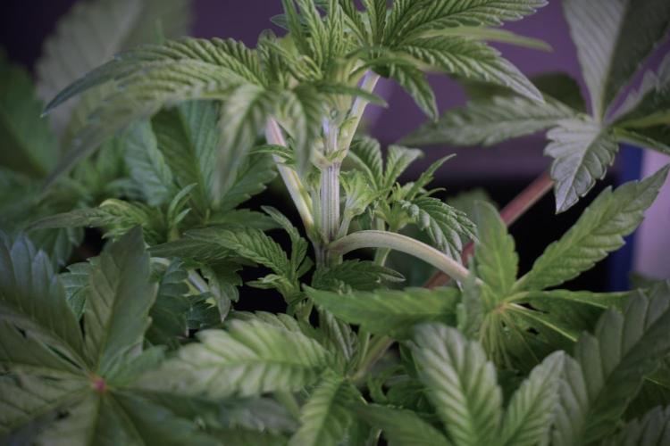 Animal Mints-Legends of the Frozen North. Week 5 - Plant A