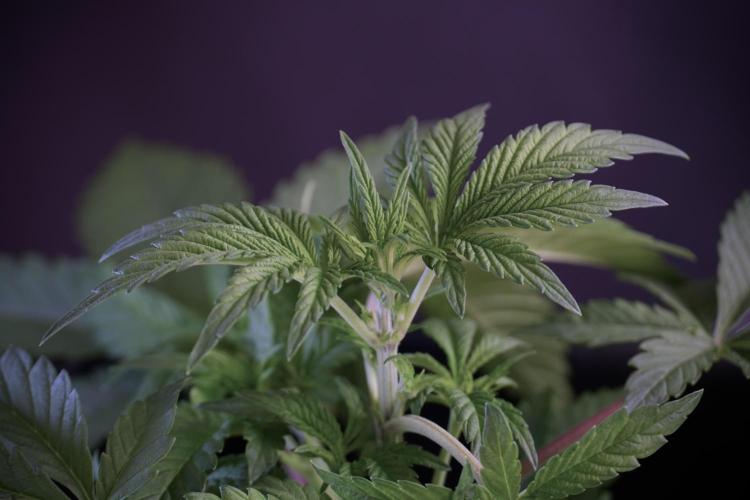 Animal Mints-Legends of the Frozen North. Week 5 - Plant A