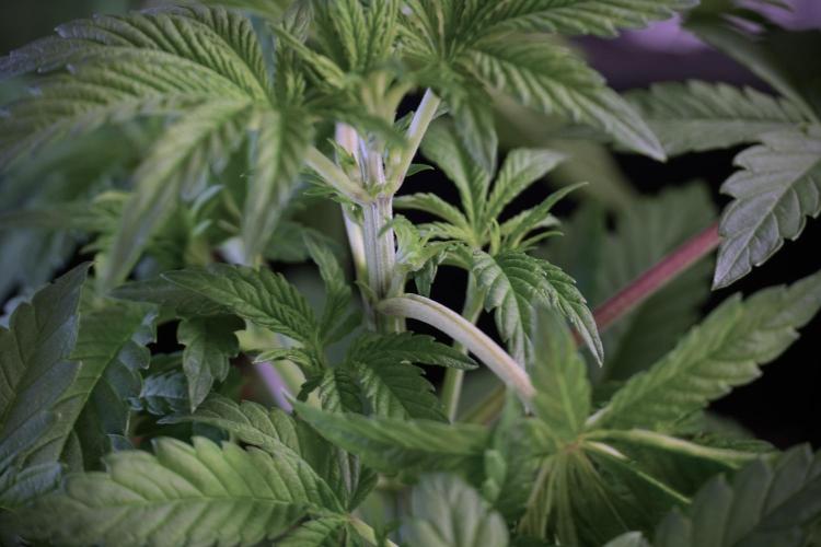 Animal Mints-Legends of the Frozen North. Week 5 - Plant A