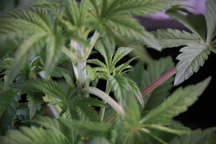 Animal Mints-Legends of the Frozen North. Week 5 - Plant A