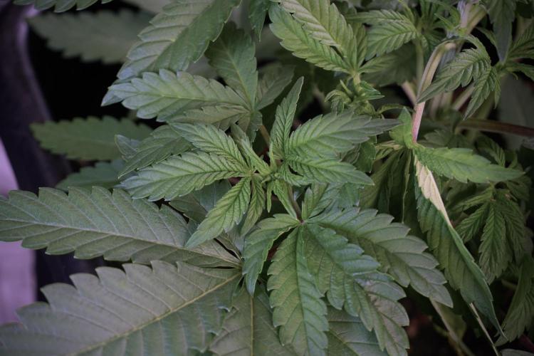 Animal Mints-Legends of the Frozen North. Week 5 - Plant A