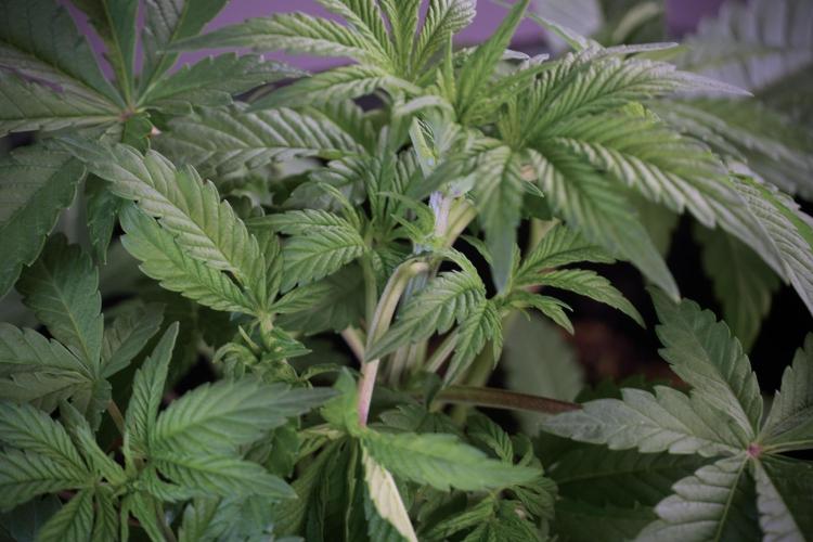 Animal Mints-Legends of the Frozen North. Week 5 - Plant A