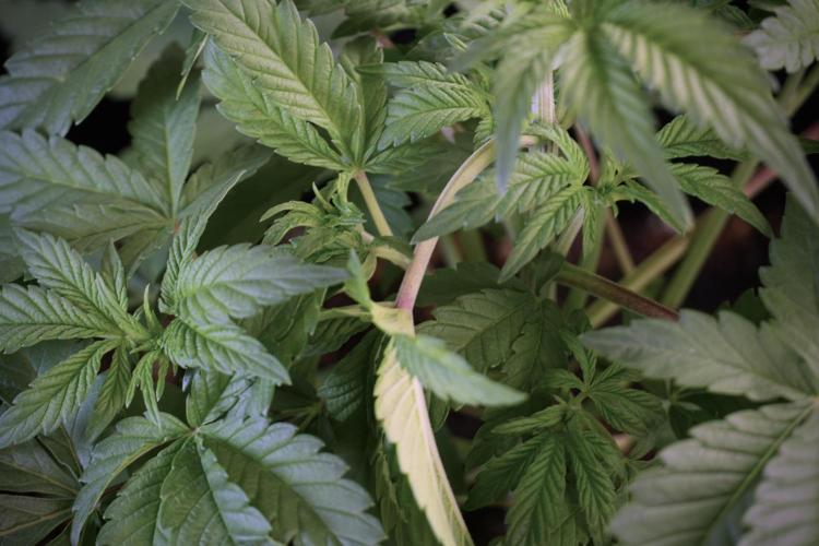 Animal Mints-Legends of the Frozen North. Week 5 - Plant A