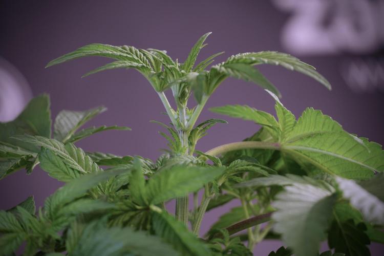 Animal Mints-Legends of the Frozen North. Week 5 - Plant A