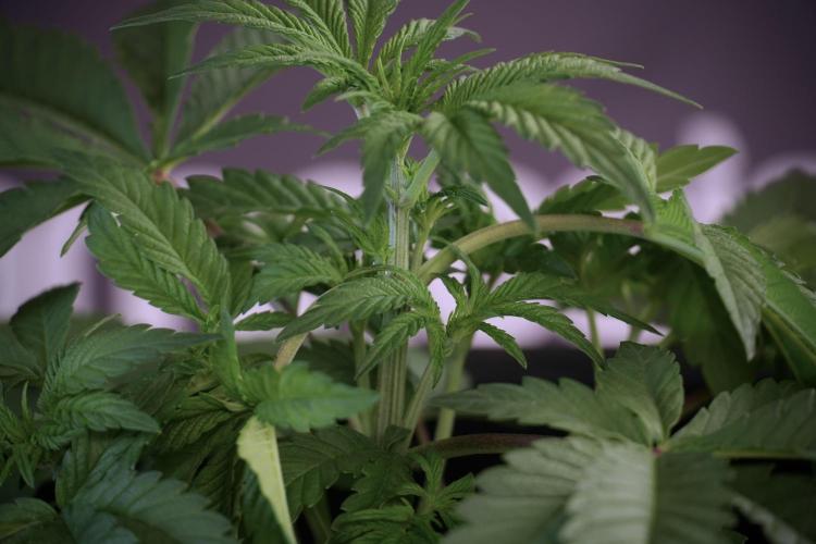 Animal Mints-Legends of the Frozen North. Week 5 - Plant A