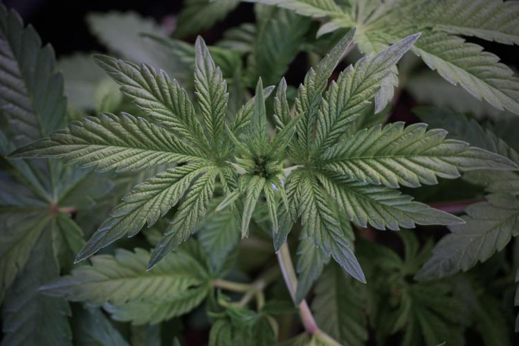 Animal Mints-Legends of the Frozen North. Week 5 - Plant A