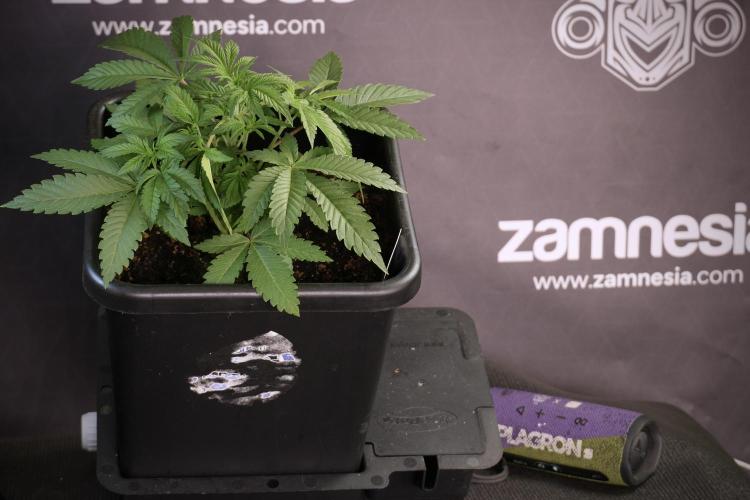 Animal Mints-Legends of the Frozen North. Week 5 - Plant A