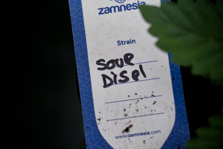 SOUR DIESEL-The Ascension of a Legend. Week 6 - Sour Diesel 