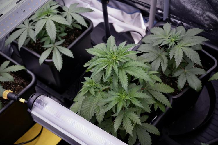 SOUR DIESEL-The Ascension of a Legend. Week 6 - Sour Diesel 