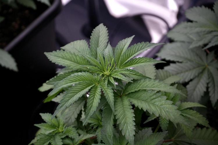 SOUR DIESEL-The Ascension of a Legend. Week 6 - Sour Diesel 