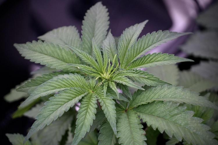 SOUR DIESEL-The Ascension of a Legend. Week 6 - Sour Diesel 