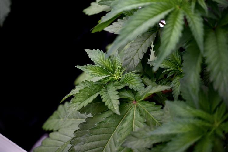 SOUR DIESEL-The Ascension of a Legend. Week 6 - Sour Diesel 