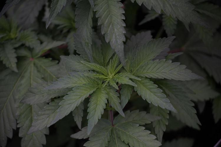 SOUR DIESEL-The Ascension of a Legend. Week 6 - Sour Diesel 