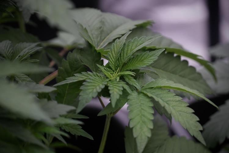 SOUR DIESEL-The Ascension of a Legend. Week 6 - Sour Diesel 