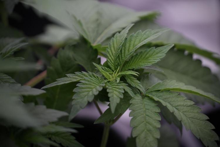 SOUR DIESEL-The Ascension of a Legend. Week 6 - Sour Diesel 