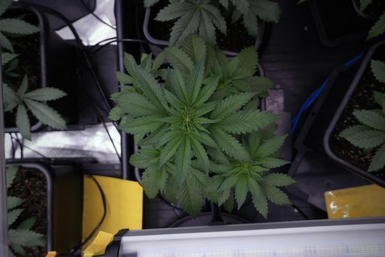 SOUR DIESEL-The Ascension of a Legend. Week 6 - Sour Diesel 