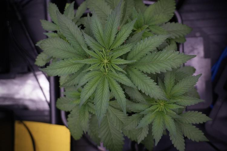 SOUR DIESEL-The Ascension of a Legend. Week 6 - Sour Diesel 