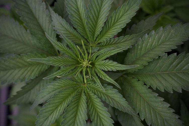 SOUR DIESEL-The Ascension of a Legend. Week 6 - Sour Diesel 