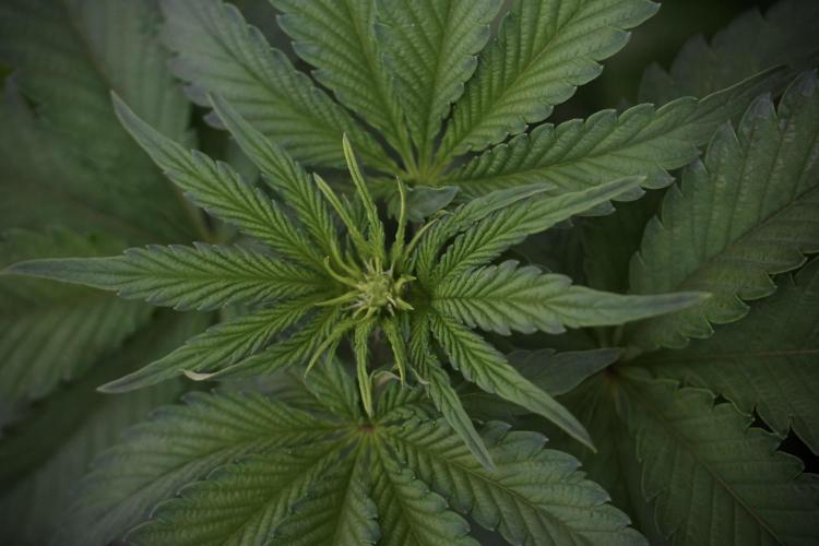 SOUR DIESEL-The Ascension of a Legend. Week 6 - Sour Diesel 