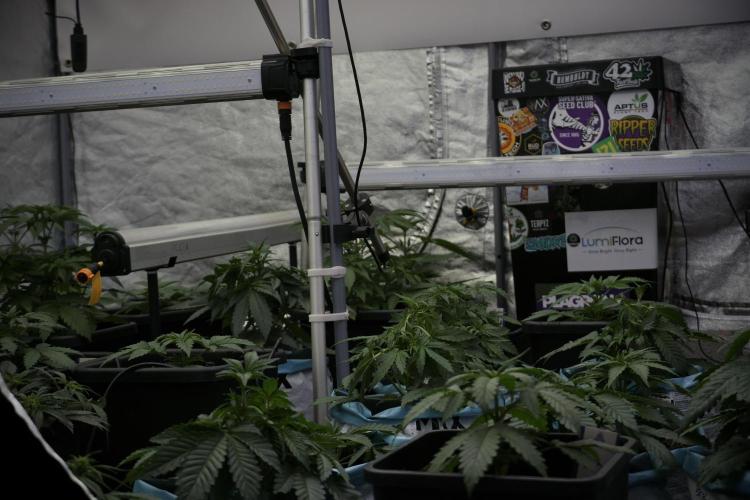 SOUR DIESEL-The Ascension of a Legend. Week 6 - room and vibes 