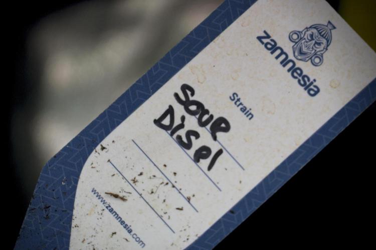 SOUR DIESEL-The Ascension of a Legend. Week 6 - Sour Diesel 