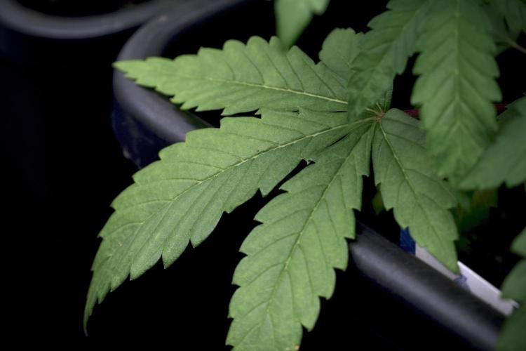 SOUR DIESEL-The Ascension of a Legend. Week 6 - Sour Diesel 