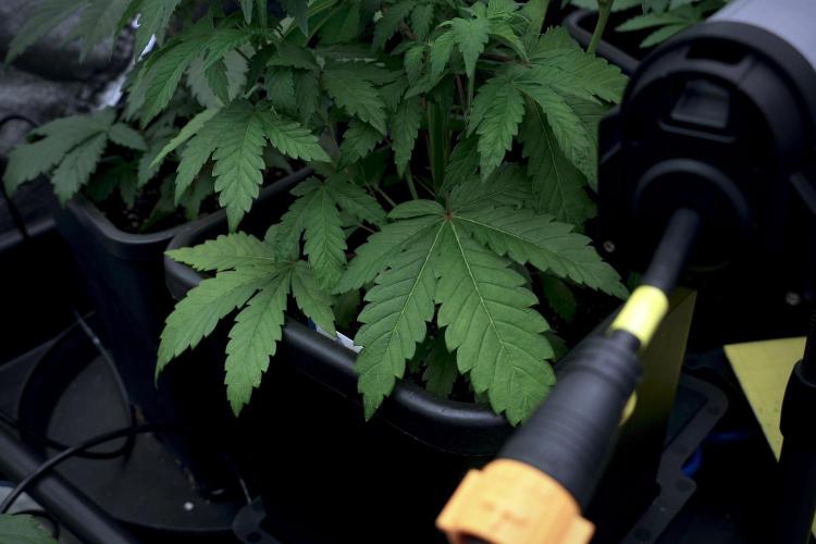 SOUR DIESEL-The Ascension of a Legend. Week 6 - Sour Diesel 