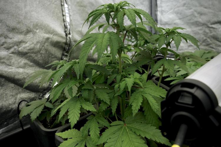 SOUR DIESEL-The Ascension of a Legend. Week 6 - Sour Diesel 