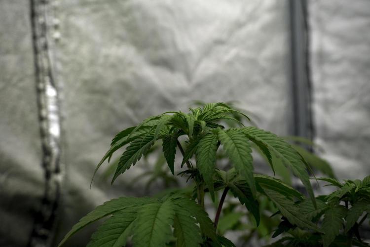 SOUR DIESEL-The Ascension of a Legend. Week 6 - Sour Diesel 