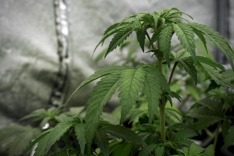 SOUR DIESEL-The Ascension of a Legend. Week 6 - Sour Diesel 