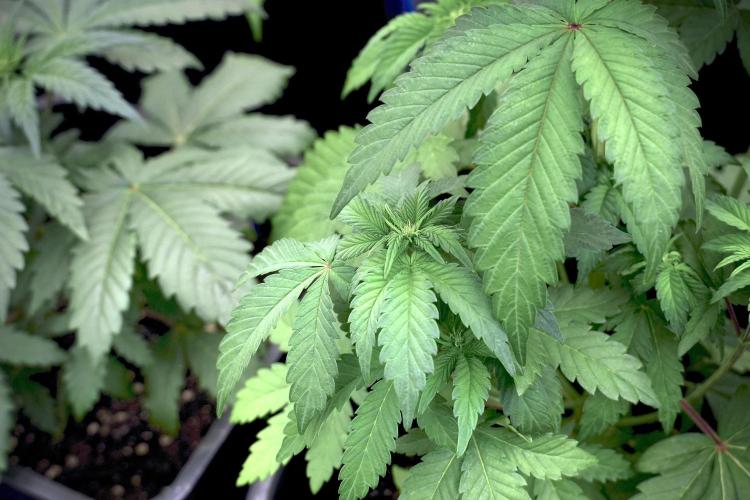 SOUR DIESEL-The Ascension of a Legend. Week 6 - Sour Diesel 