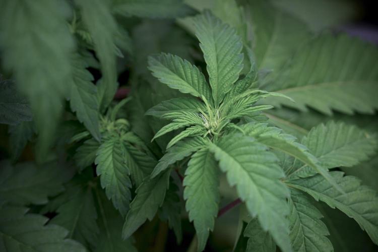 SOUR DIESEL-The Ascension of a Legend. Week 6 - Sour Diesel 