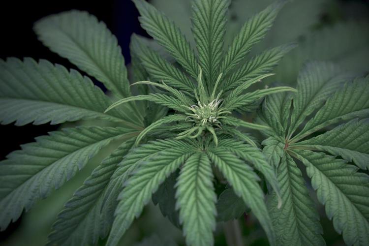 SOUR DIESEL-The Ascension of a Legend. Week 6 - Sour Diesel 