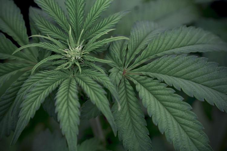 SOUR DIESEL-The Ascension of a Legend. Week 6 - Sour Diesel 