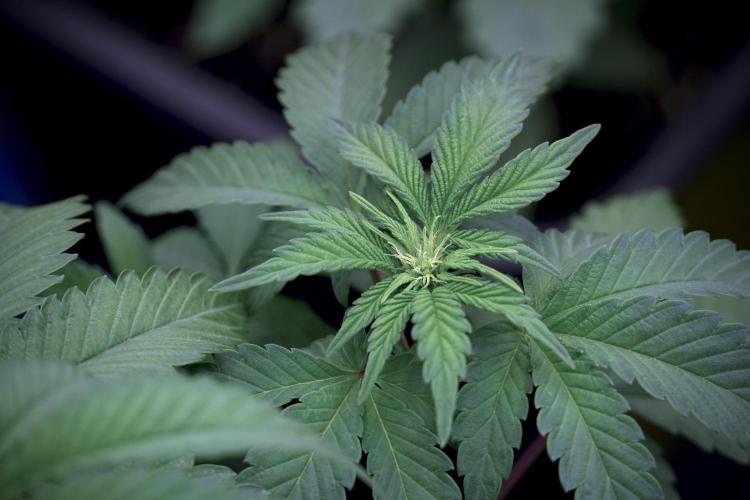 SOUR DIESEL-The Ascension of a Legend. Week 6 - Sour Diesel 