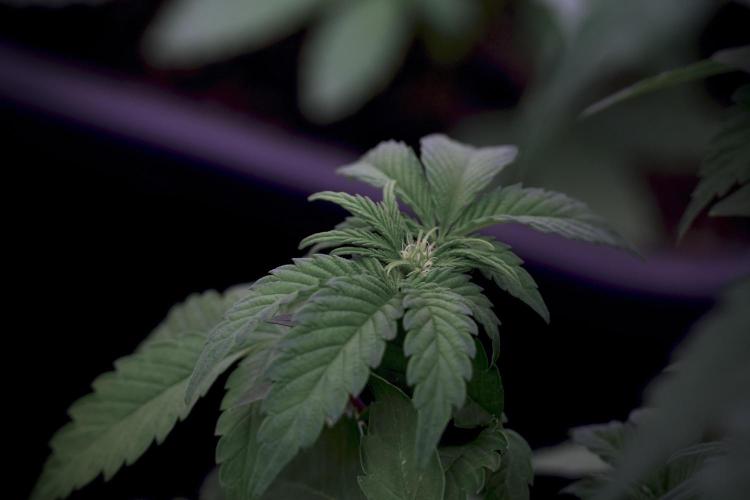 SOUR DIESEL-The Ascension of a Legend. Week 6 - Sour Diesel 