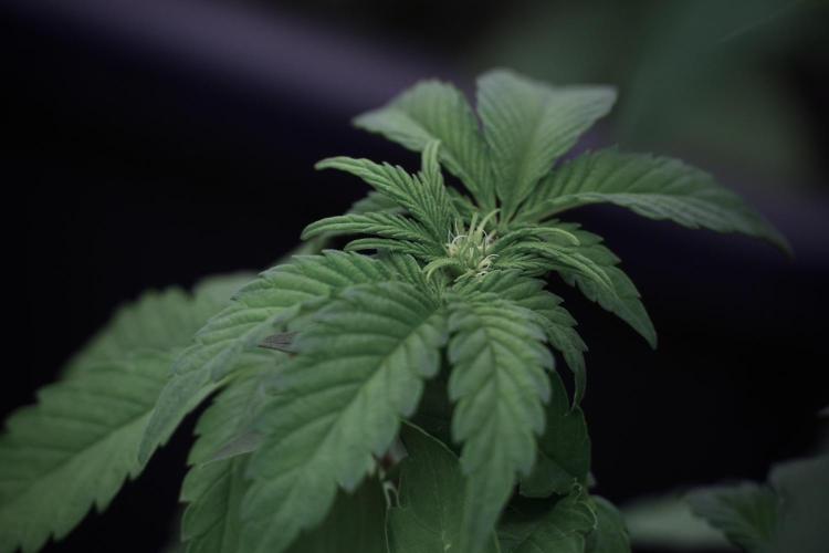 SOUR DIESEL-The Ascension of a Legend. Week 6 - Sour Diesel 