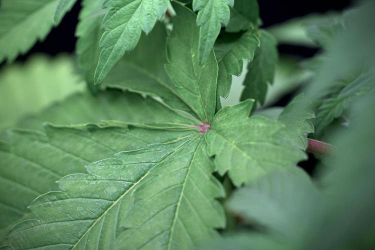 SOUR DIESEL-The Ascension of a Legend. Week 6 - Sour Diesel 