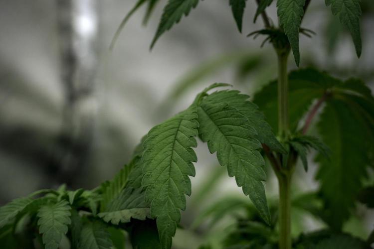 SOUR DIESEL-The Ascension of a Legend. Week 6 - Sour Diesel 