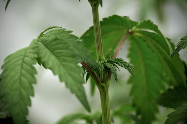 SOUR DIESEL-The Ascension of a Legend. Week 6 - Sour Diesel 