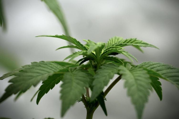 SOUR DIESEL-The Ascension of a Legend. Week 6 - Sour Diesel 