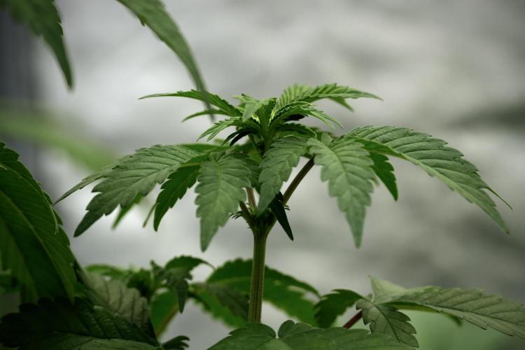 SOUR DIESEL-The Ascension of a Legend. Week 6 - Sour Diesel 